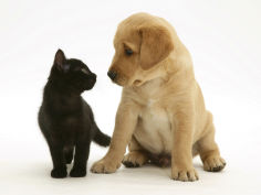 black domestic kitten and labrador puppy looking at each other