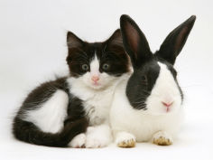 black dutch rabbit with black and white kitten