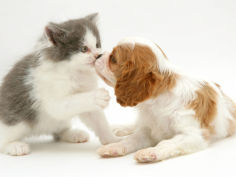 blenheim cavalier king charles spaniel puppy meets blue bicolour kitten