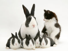 blue dutch rabbit and four 3 week babies and black and white kitten