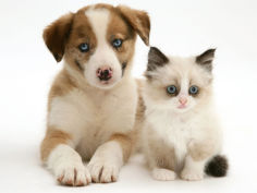 blue eyed red merle border collie puppy with birman cross kitten blue eyes