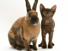 brown burmese cross kitten with rex rabbit