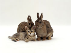 brown ticked tabby kitten with two wild rabbits colour coordinated