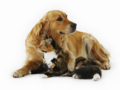 cat and golden retriever