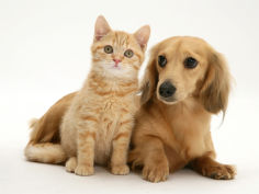 cream kitten with cream dapple dachshund puppy