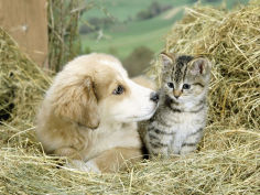 domestic kitten felis catus with puppy canis familiaris in hay