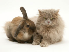 fluffy grey cat cuddled up with dwarf lionhead rabbit