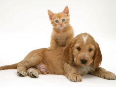 ginger kitten climbing on top of golden cocker spaniel puppy