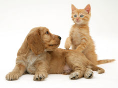 ginger kitten with golden cocker spaniel puppy