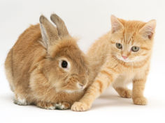 ginger kitten with paw extended and sandy lop rabbit