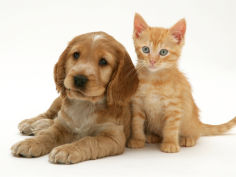 golden cocker spaniel puppy with ginger kitten