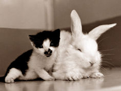 kitten rabbit