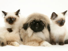 kittens with pekingese puppy