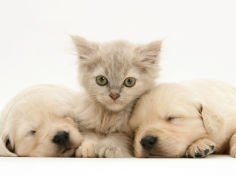 lilac tortoiseshell kitten between two sleeping golden retriever puppies desktop wallpaper