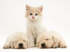 lilac tortoiseshell kitten between two sleeping golden retriever puppies