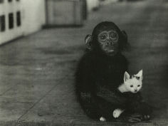 monkey and cat vintage photo