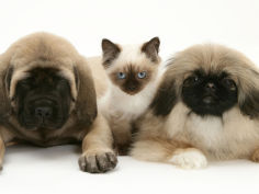 pekingese and english mastiff puppies with birman cross kitten