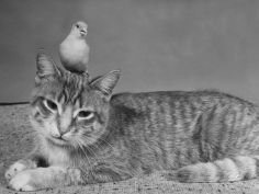 pet canary perched on the head of a household cat