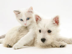 ragdoll kitten with west highland white terrier puppy desktop wallpaper