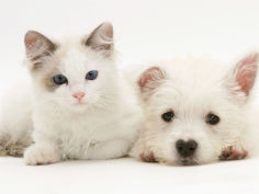 ragdoll kitten with west highland white terrier puppy