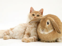 red silver turkish angora cat and sandy lop rabbit snuggling together