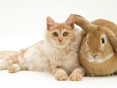 red silver turkish angora cat with sandy lop rabbit desktop wallpaper