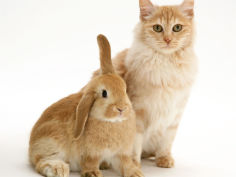 red silver turkish angora cat with sandy lop rabbit