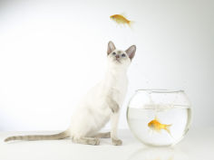 siamese kitten with jumping goldfish