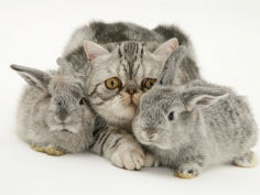 silver exotic cat and two silver baby rabbits