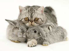 silver exotic cat cuddling up with two baby silver rabbits