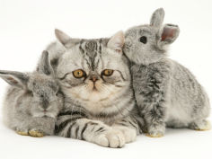 silver exotic cat with two silver baby rabbits