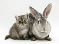 silver exotic kitten 9 week with silver rex doe rabbit