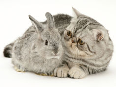 silver exotic kitten looking inquisitively at silver baby rabbit