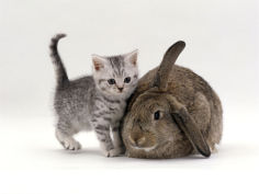 silver spotted kitten with agouti lop rabbit