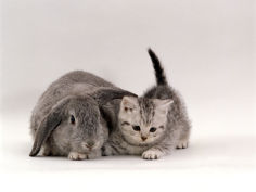 silver spotted kitten with silver lop eared rabbit colour coordinated