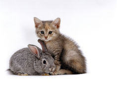 silver tortoiseshell kitten with silver dwarf lop eared rabbit desktop wallpaper