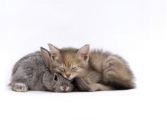 silver tortoiseshell kitten with silver dwarf lop eared rabbit