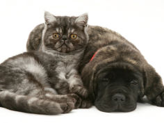 smoke exotic kitten curled up with sleeping brindle english mastiff puppy