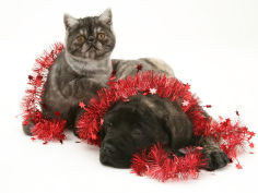 smoke exotic kitten with brindle english mastiff puppy wrapped with christmas tinsel