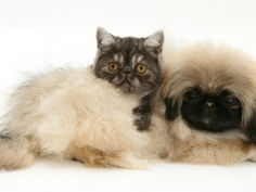 smoke exotic kitten with pekingese puppy