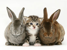 tabby kitten between two rabbits