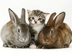 tabby kitten with two rabbits