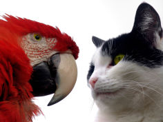 the parrot and the cat