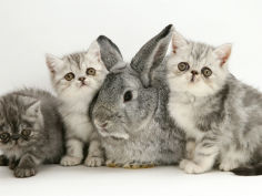 three silver exotic kittens with silver lop rabbit