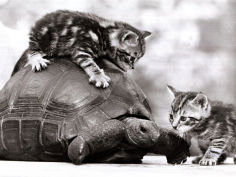 two young kittens playing with a slow moving giant tortoise