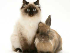 young birman cross cat with dwarf lionhead rabbit