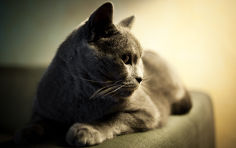 chartreux cat