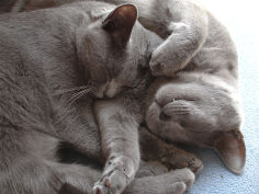 kitties