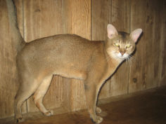 chausie cat breed
