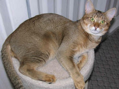 chausie